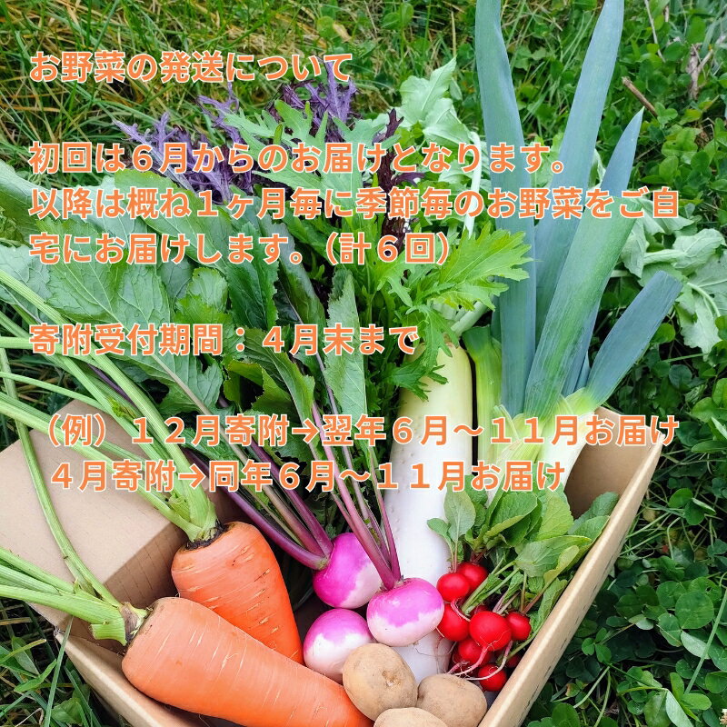 【ふるさと納税】【先行予約・定期便全6回〈出荷時期:2026年6月～11月出荷〉】朝採れおまかせ旬の高原野菜 7種セット (北海道・沖縄県・離島は配送不可)　長野県　信州　栽培期間中　無農薬　産地直送　季節　旬　岩渕なないろ農園 旬彩 - 画像2
