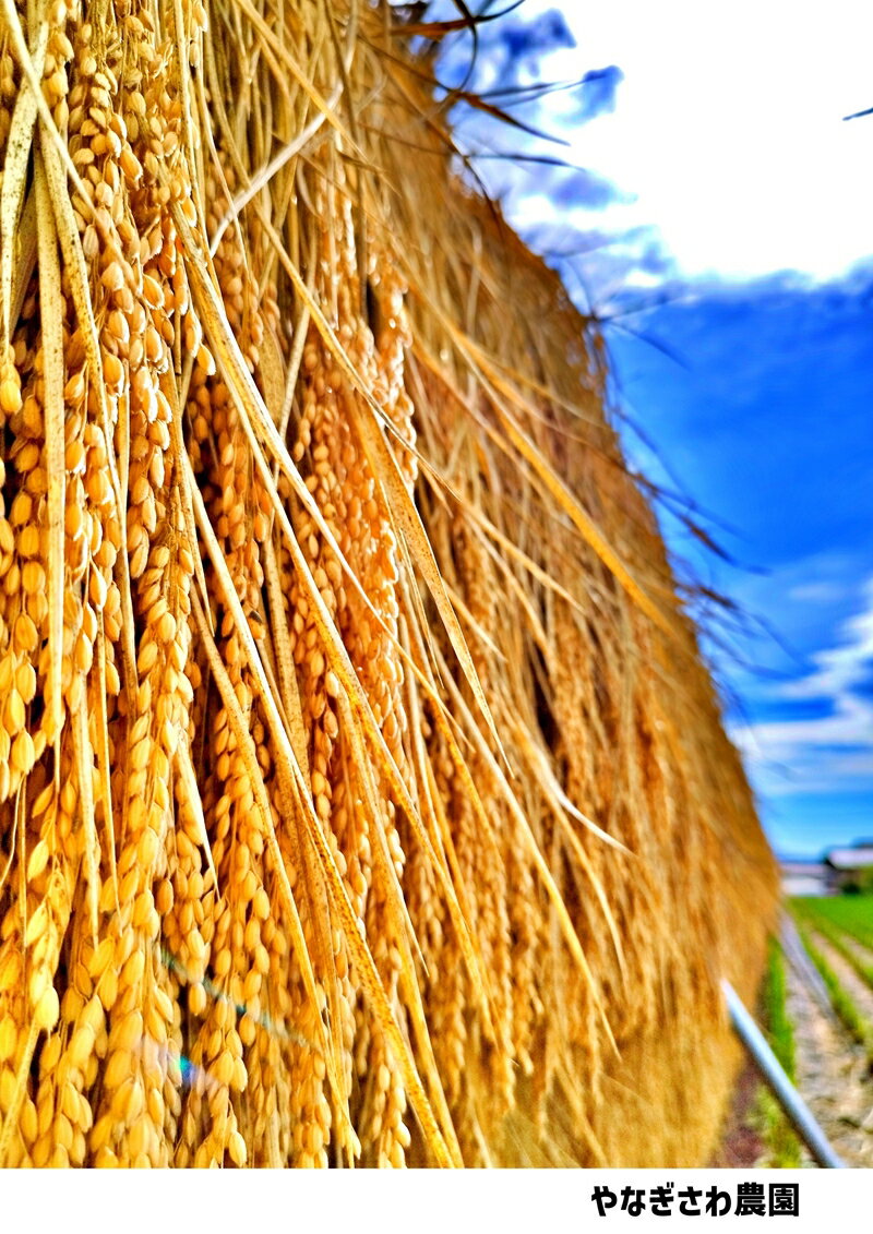 【ふるさと納税】【令和7年産・白米5kg】長野県産こしひかり はぜかけ米（北海道・沖縄県・離島は配送不可）精米 産地直送 信州 長野県 佐久市 美味しい うるち米 - 画像3