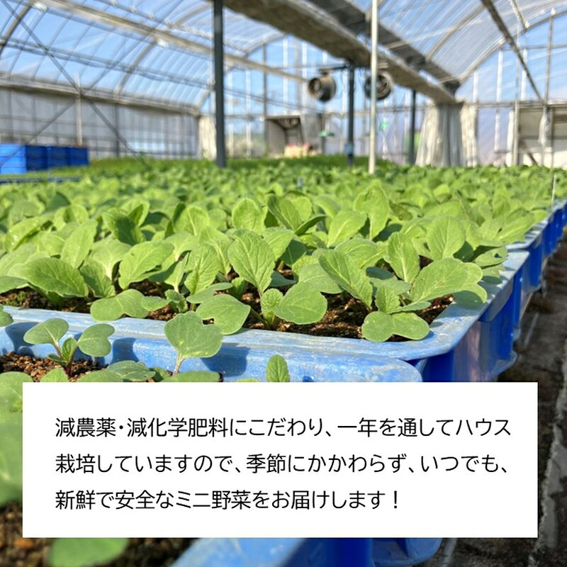 【ふるさと納税】長野県佐久市産『ミニ野菜(根菜類)100本セット』（北海道・沖縄・離島は配送不可） 高原野菜 産地直送 新鮮 旬彩 減農薬 減化学肥料 信州 おまかせ【 長野県 佐久市 】 - 画像2