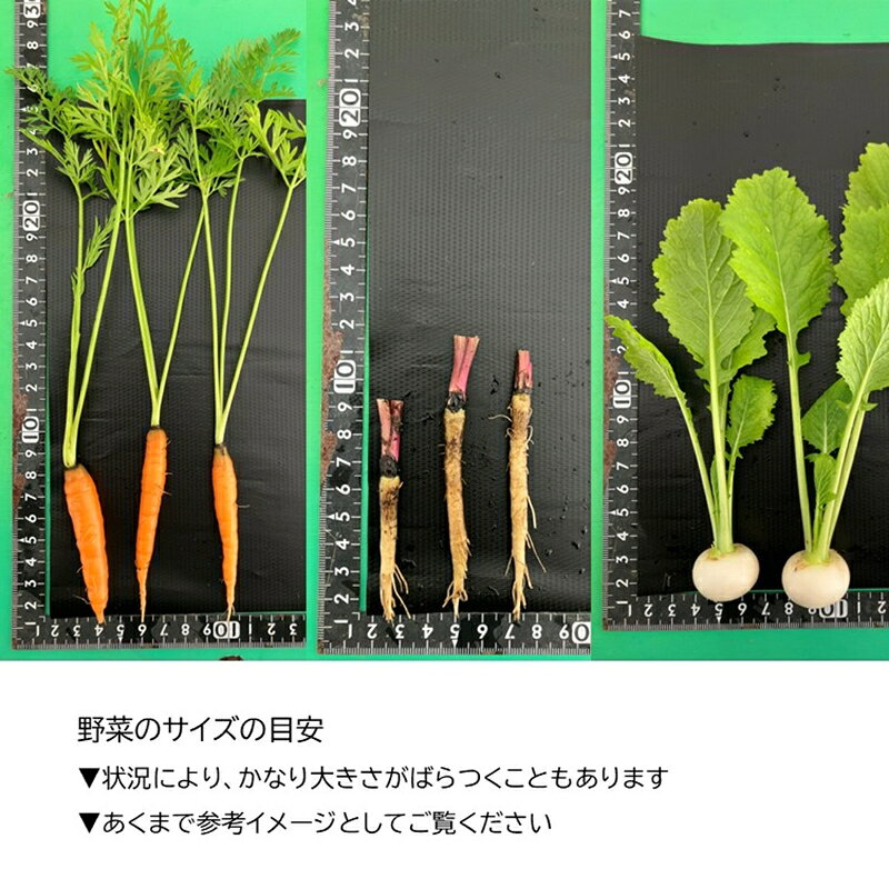 【ふるさと納税】長野県佐久市産『ミニ野菜(根菜類)100本セット』（北海道・沖縄・離島は配送不可） 高原野菜 産地直送 新鮮 旬彩 減農薬 減化学肥料 信州 おまかせ【 長野県 佐久市 】 - 画像3