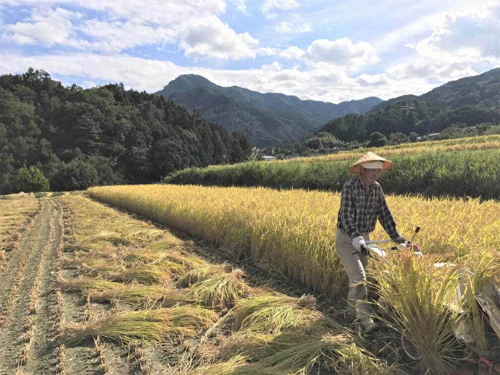 【ふるさと納税】【令和7年産】姨捨 の 棚田 プレミアム コシヒカリ 「 棚田姫 」 5kg 選べる定期回数 3カ月/6カ月/12カ月| 信州 長野 千曲市 送料無料 - 画像2