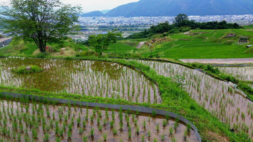 【ふるさと納税】【令和7年産】姨捨 の 棚田 プレミアム コシヒカリ 「 棚田姫 」 5kg 選べる定期回数 3カ月/6カ月/12カ月| 信州 長野 千曲市 送料無料 - 画像3