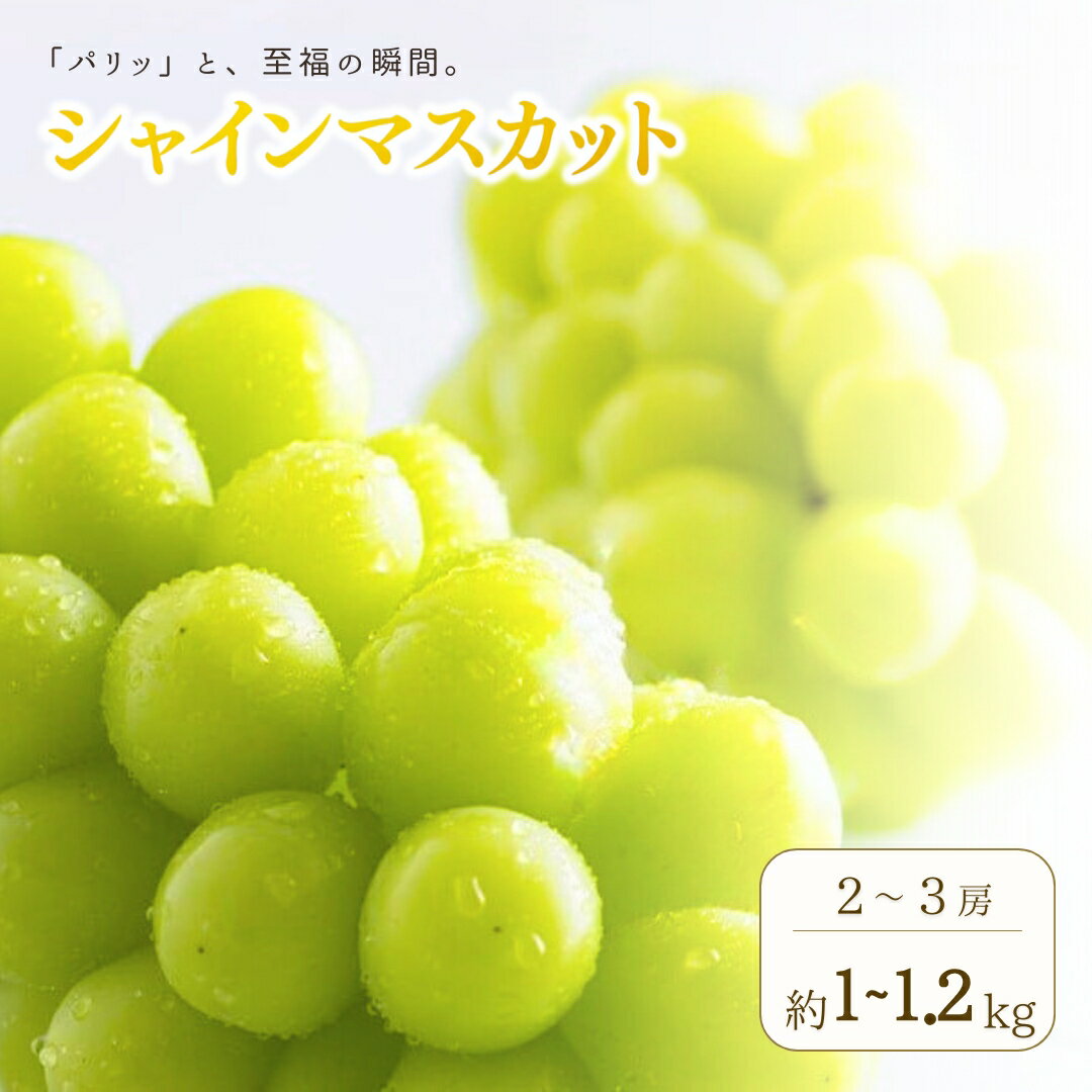 【2026年先行予約】シャインマスカット 約1kg ~ 1.2kg(2房 ~ 3房) ｜果物 フルーツ 白ぶどう 葡萄 ブドウ 種無し 種なし 皮ごと 千曲市 長野県 信州
