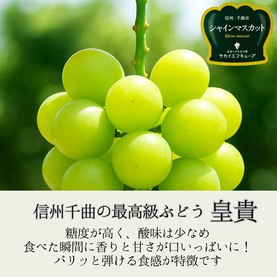 【ふるさと納税】【2026年先行予約】シャインマスカット 加湿ハウス栽培 最上級品 1房/2房|葡萄 グレープ 果物 フルーツ シャインマスカット 1kg 2kg 信州ぶどう 信州葡萄 産地直送 種無し 皮ごと食べれる 白ぶどう マスカット 信州 長野 千曲市 送料無料 サムネイル2