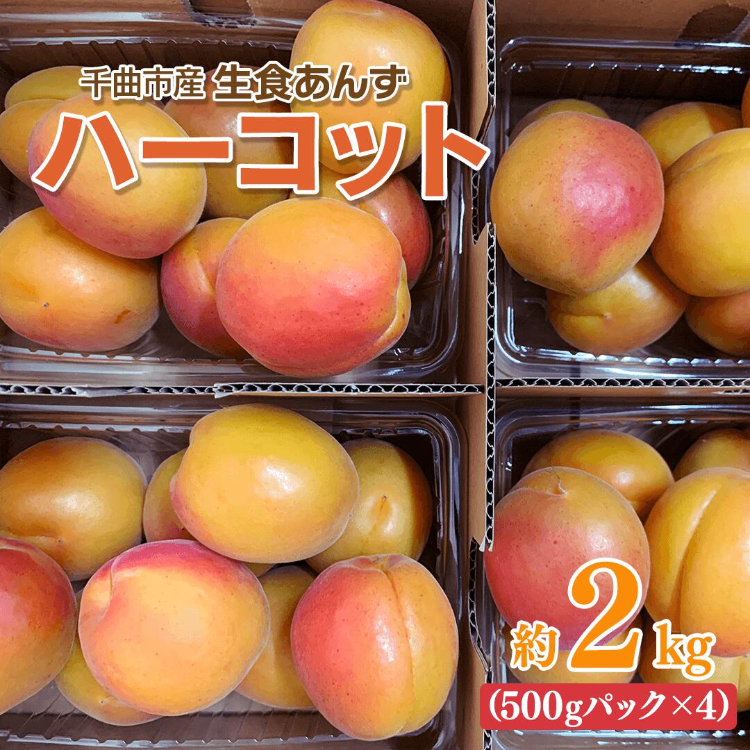 【2026年先行予約】あんず ハーコット 生食用 約2kg | 杏子 アンズ アプリコット 果物 くだもの フルーツ 2kg 2キロ 生食 ジャム シロップ 果実酒 ドライフルーツ お菓子作り に おすすめ 人気 お取り寄せ 産地直送 国産 長野県産 信州 長野 千曲市 送料無料