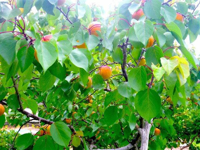 【ふるさと納税】【2026年先行予約】あんず ハーコット 生食用 約2kg | 杏子 アンズ アプリコット 果物 くだもの フルーツ 2kg 2キロ 生食 ジャム シロップ 果実酒 ドライフルーツ お菓子作り に おすすめ 人気 お取り寄せ 産地直送 国産 長野県産 信州 長野 千曲市 送料無料 サムネイル2