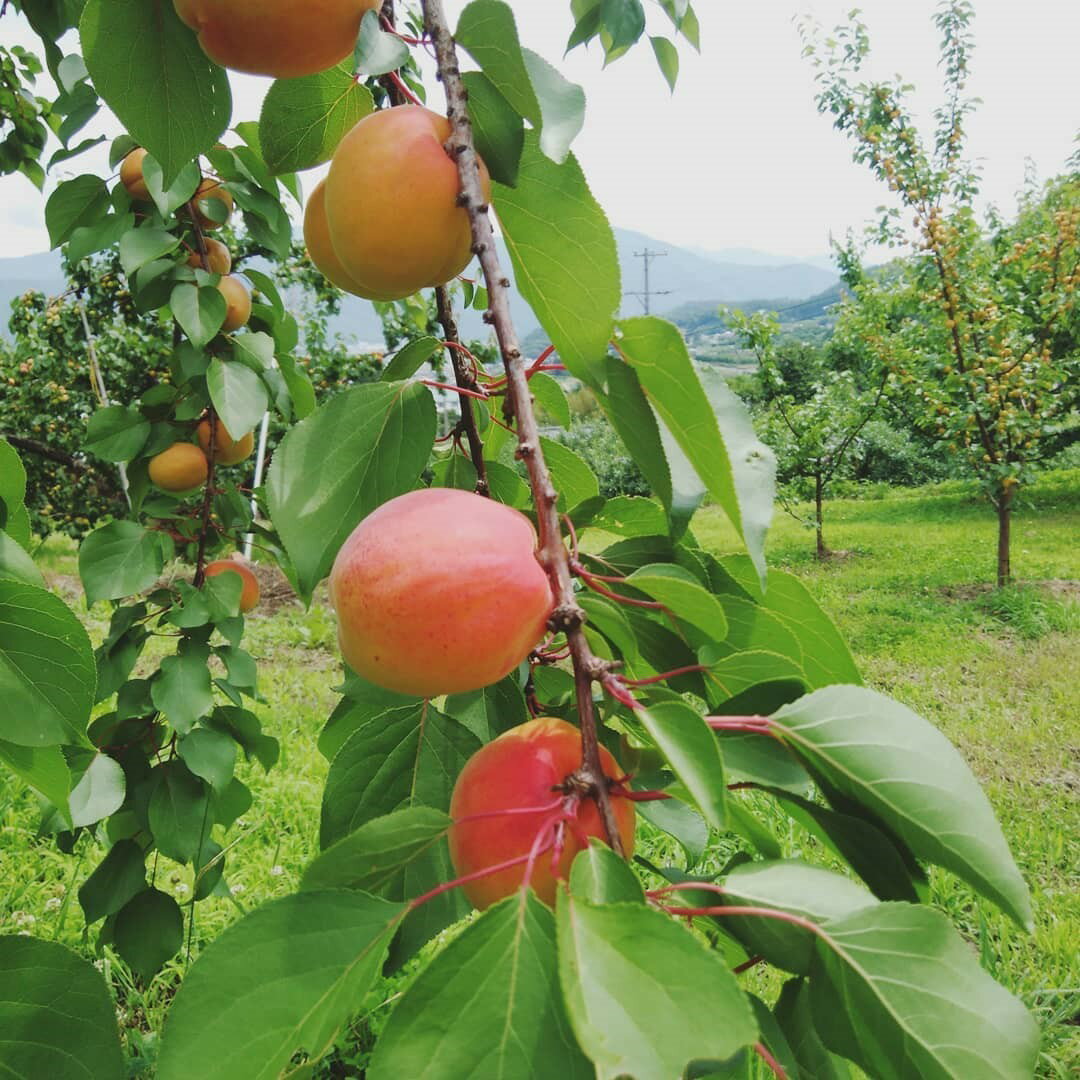 【ふるさと納税】【2026年先行予約】あんず ハーコット 生食用 約2kg | 杏子 アンズ アプリコット 果物 くだもの フルーツ 2kg 2キロ 生食 ジャム シロップ 果実酒 ドライフルーツ お菓子作り に おすすめ 人気 お取り寄せ 産地直送 国産 長野県産 信州 長野 千曲市 送料無料 サムネイル3