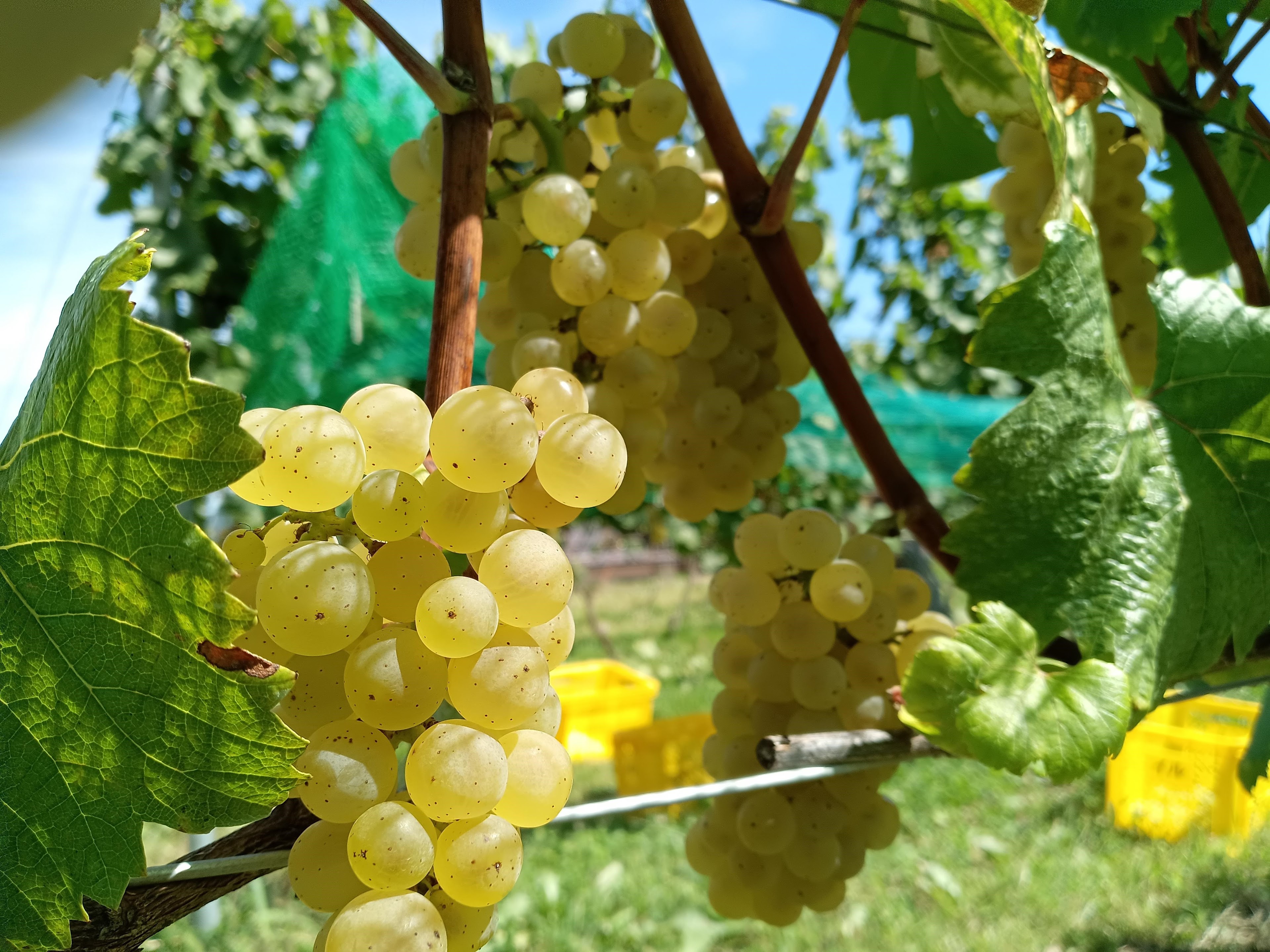 【ふるさと納税】スパークリングワイン ＜エトワール シャルドネ スパークリング＞ 750ml×1本| 信州 長野 千曲市 送料無料 サムネイル3