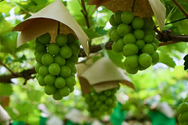 【ふるさと納税】【2026年先行予約】シャインマスカット 約1kg ~ 1.2kg(2房 ~ 3房) ｜果物 フルーツ 白ぶどう 葡萄 ブドウ 種無し 種なし 皮ごと 千曲市 長野県 信州 - 画像3