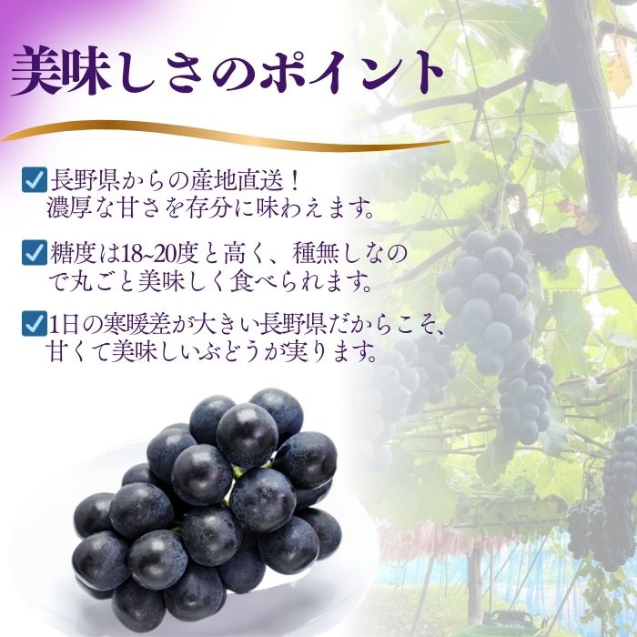 【ふるさと納税】【2026年先行予約】ナガノパープル 1房（400g以上）/ 約1kg（2~3房）/ 約2kg（4~6房）｜ 果物 フルーツ 黒ぶどう 葡萄 ブドウ 種無し 種なし 皮ごと 千曲市 長野県 信州 - 画像3