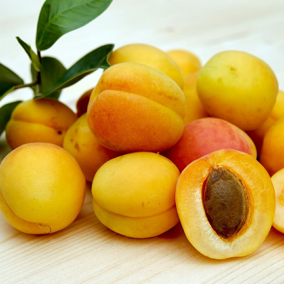 【ふるさと納税】【2026年先行予約】あんず 選べる 1kg/2kg 「昭和」|杏子 アプリコット 果物 平和 昭和 信州大実 2kg 産地直送 加工用 おまかせ 信州 長野 千曲市 送料無料 サムネイル2