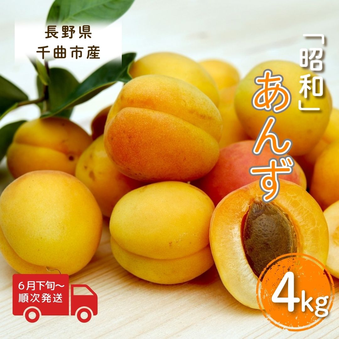 【2026年先行予約】あんず 昭和(長野県オリジナル品種) 約4kg 杏子 アプリコット 千曲市産 長野県 信州