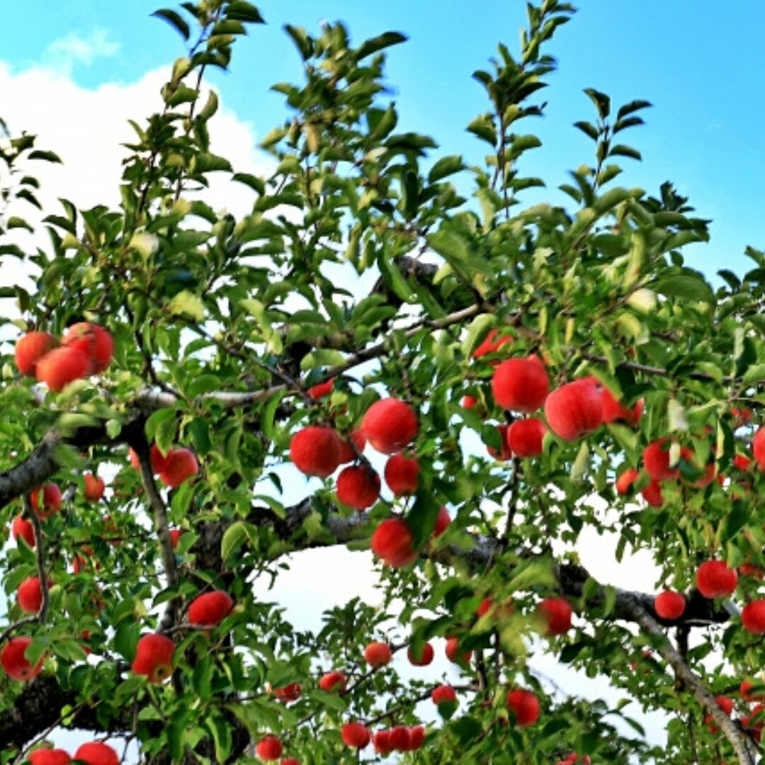 【ふるさと納税】サンふじ りんご 約3kg / 約5kg | 長野県産 リンゴ 林檎 アップル 蜜入り ふじ フジ さんふじ 富士 3kg 5kg 果物 くだもの フルーツ 産地直送 人気 おすすめ お取り寄せ ギフト プレゼント 贈答品 信州 長野 千曲市 送料無料 サムネイル3