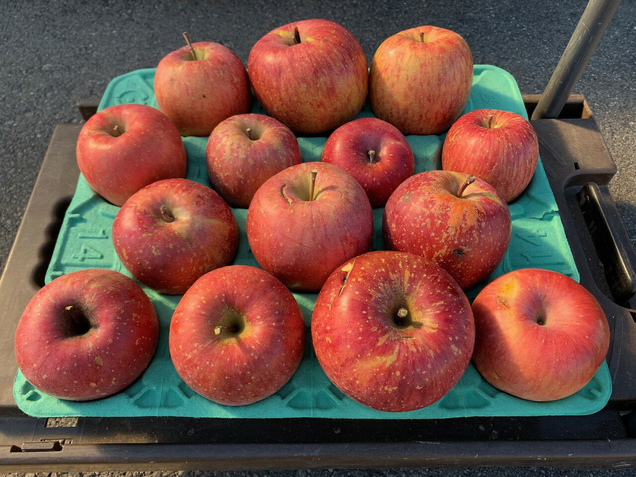 【ふるさと納税】 りんご 訳あり サンふじ 約10kg | 林檎 リンゴ アップル 果物 くだもの フルーツ ふじ フジ さんふじ 富士 10kg 10キロ わけあり 訳アリ 人気 おすすめ お取り寄せ 産地直送 長野県産 信州林檎 信州りんご 信州 長野 千曲市 浅間商産 ヤマサン サムネイル3
