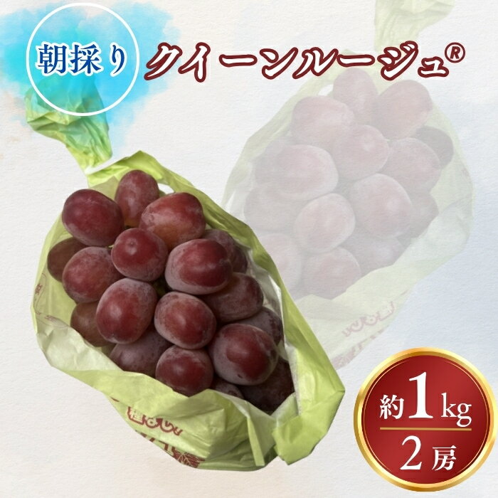 【2026年先行予約】ぶどう クイーンルージュ®約1kg｜果物 フルーツ 赤ぶどう 葡萄 ブドウ 種無し 種なし 皮ごと 千曲市 長野県 信州