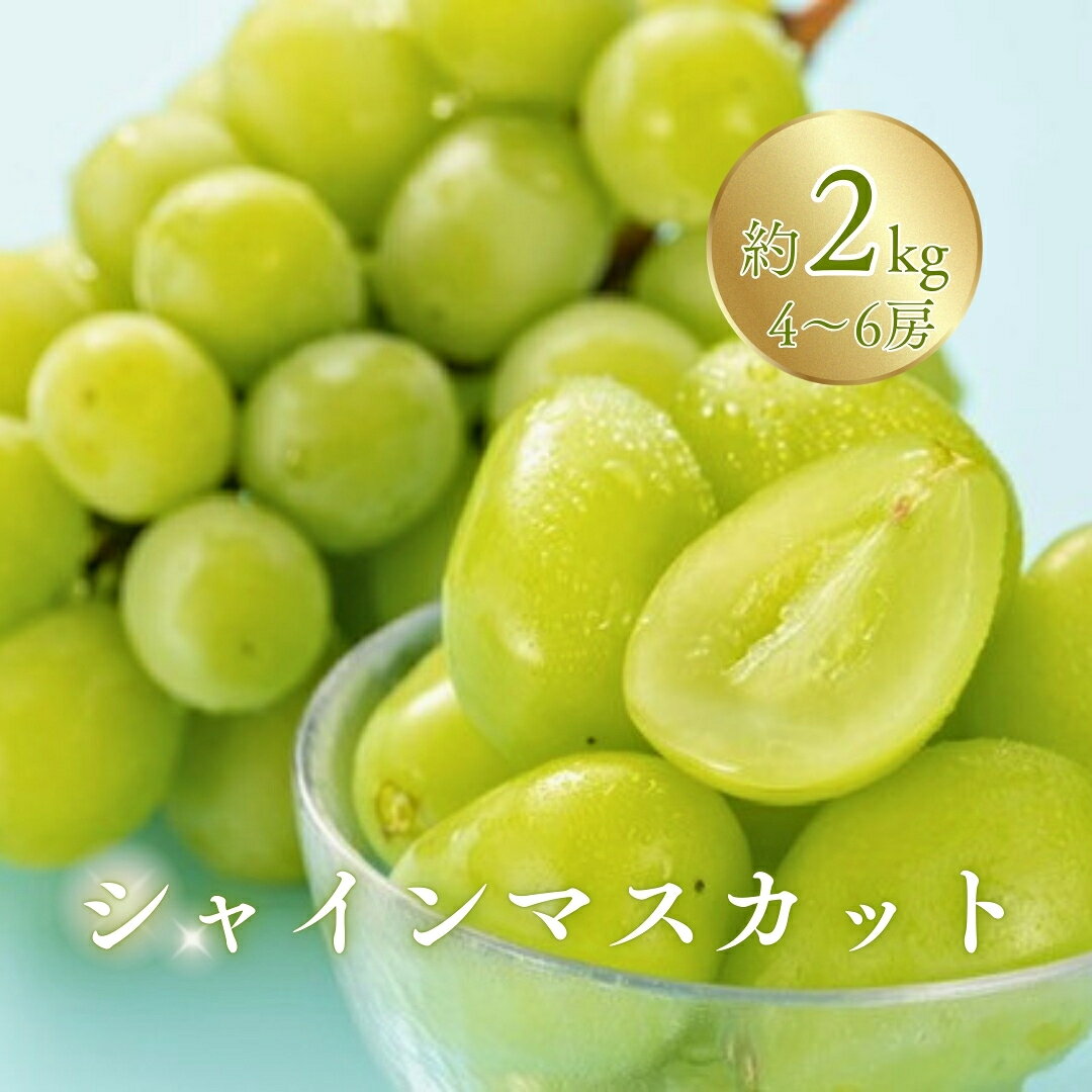 【2026年先行予約】訳あり シャインマスカット 家庭用 約2kg（4~6房）※最低1.8kg以上 | 葡萄 グレープ 果物 フルーツ 2キロ 信州ぶどう 信州葡萄 産地直送 お取り寄せ 種無し 皮ごと食べれる 白ぶどう マスカット 訳アリ 信州 長野 千曲市