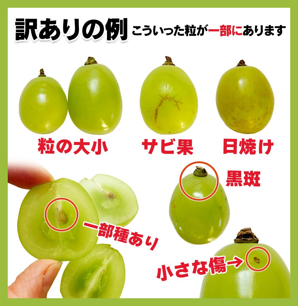 【ふるさと納税】【2026年先行予約】訳あり シャインマスカット 家庭用 約2kg（4~6房）※最低1.8kg以上 | 葡萄 グレープ 果物 フルーツ 2キロ 信州ぶどう 信州葡萄 産地直送 お取り寄せ 種無し 皮ごと食べれる 白ぶどう マスカット 訳アリ 信州 長野 千曲市 - 画像3
