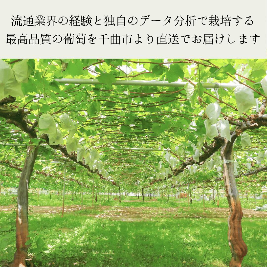 【ふるさと納税】【2026年先行予約】シャインマスカット 加湿ハウス栽培 最上級品 1房/2房|葡萄 グレープ 果物 フルーツ シャインマスカット 1kg 2kg 信州ぶどう 信州葡萄 産地直送 種無し 皮ごと食べれる 白ぶどう マスカット 信州 長野 千曲市 送料無料 サムネイル3