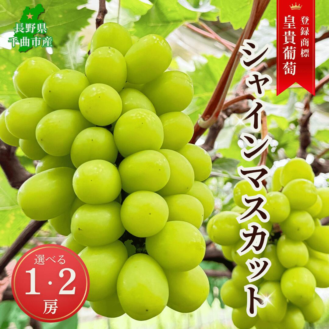 【2026年先行予約】シャインマスカット 加湿ハウス栽培 最上級品 1房/2房|葡萄 グレープ 果物 フルーツ シャインマスカット 1kg 2kg 信州ぶどう 信州葡萄 産地直送 種無し 皮ごと食べれる 白ぶどう マスカット 信州 長野 千曲市 送料無料