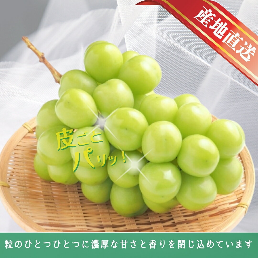 【ふるさと納税】【2026年先行予約】シャインマスカット 約1.5kg / 約2kg｜ 果物 フルーツ 白ぶどう 葡萄 ブドウ 種無し 種なし 皮ごと 千曲市 長野県 信州 - 画像2