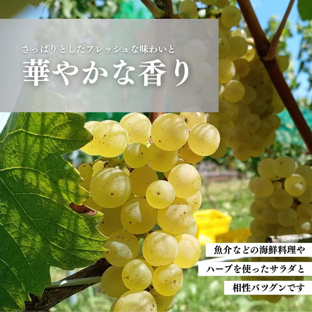 【ふるさと納税】白ワイン＜メテオレ＞ 750ml × 1本| 信州 長野 千曲市 送料無料 サムネイル3