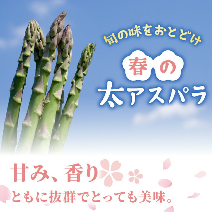 【ふるさと納税】【先行受付2026年発送】農家直送！新鮮！春獲れ太（L）アスパラ｜のららぼ農園 ※2026年4月上旬～5月下旬発送予定 - 画像2