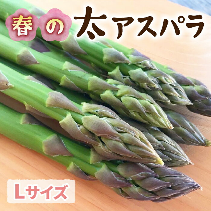 【先行受付2026年発送】農家直送！新鮮！春獲れ太（L）アスパラ｜のららぼ農園 ※2026年4月上旬～5月下旬発送予定
