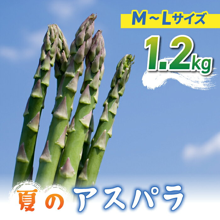 【先行受付2026年発送】農家直送！新鮮！夏獲れ細（M～L）アスパラ約1.2kg（およそ40～60本）｜のららぼ農園 ※2026年7月上旬～9月中旬発送予定