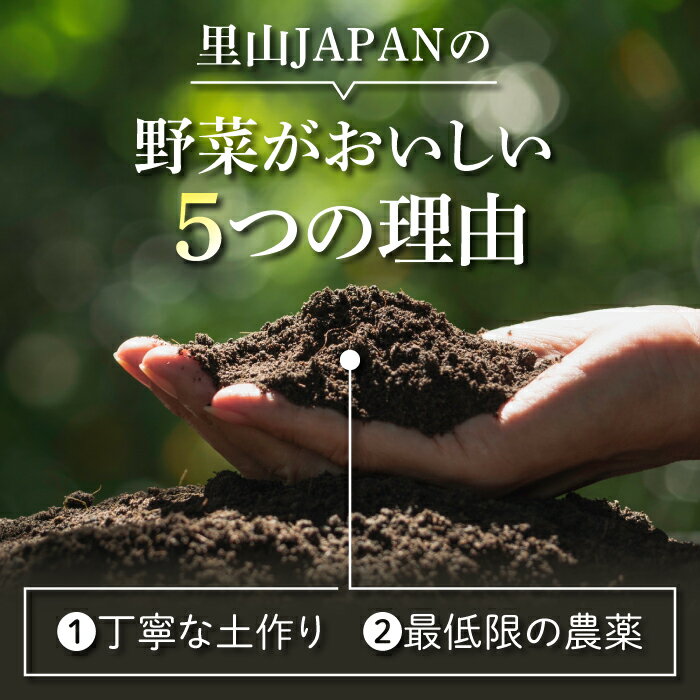 【ふるさと納税】【先行受付2026年発送】長野県東御市産生きた土壌で育った『季節の野菜セット』（7～8品目）｜里山JAPAN　※2026年7月から発送開始 - 画像2