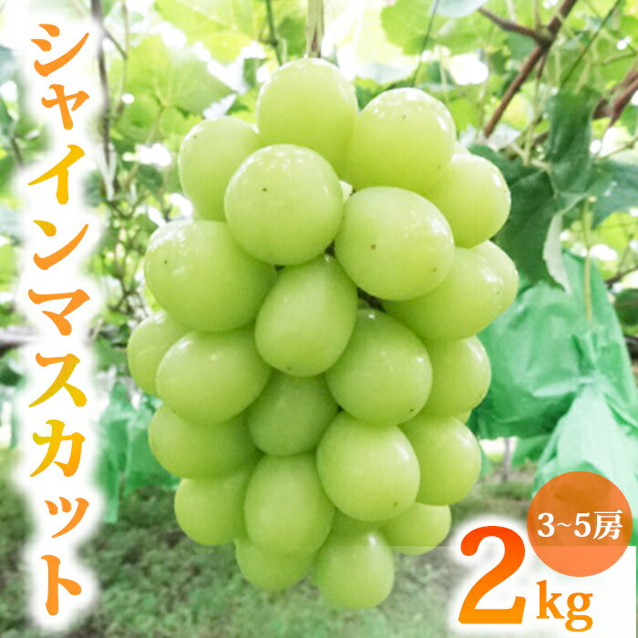 先行受付2026年発送【土屋農園】農家直送！シャインマスカット2kg（3～5房）※2026年9月下旬～10月中旬順次発送