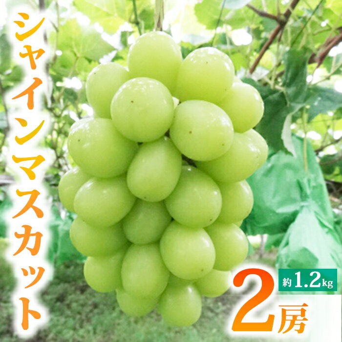 先行受付2026年発送【土屋農園】農家直送！シャインマスカット2房（約1.2kg）※2026年9月下旬～10月中旬順次発送