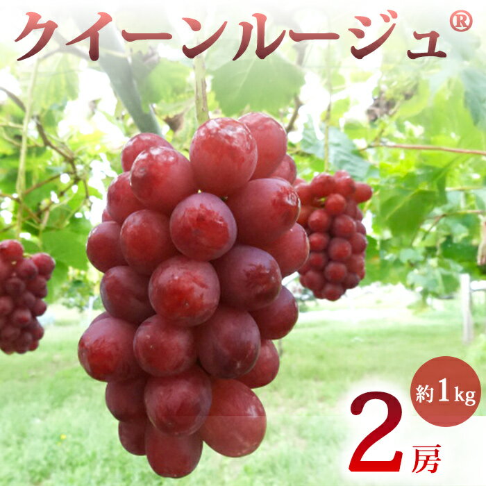 先行受付2026年発送【土屋農園】農家直送！クイーンルージュ（R）2房（約1kg）※2026年9月下旬～10月中旬順次発送