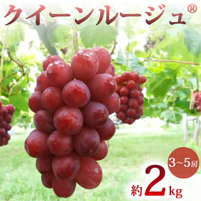 先行受付2026年発送【土屋農園】農家直送！クイーンルージュ（R）約2kg(3～5房）※2026年9月下旬～10月上旬順次発送