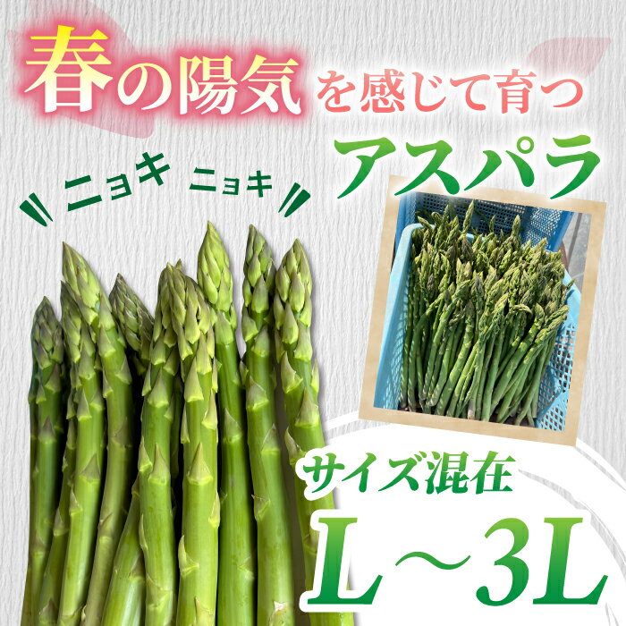【ふるさと納税】先行受付2026年発送【小林菜園】農家直送！アスパラガス1.1kg（L～3Lサイズ）｜※2026年4月上旬以降発送 - 画像3