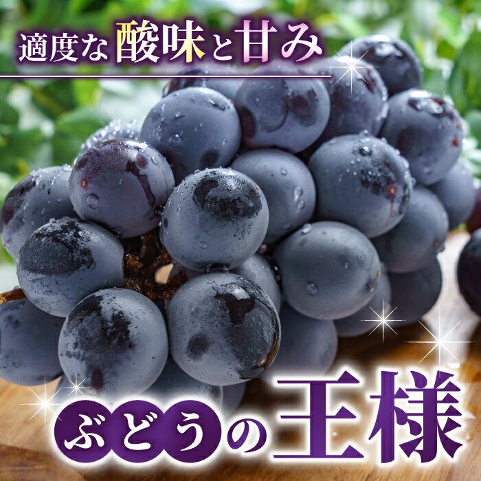 【ふるさと納税】【先行受付2026年発送】【さとのみ果樹園】シャインマスカット1房＆種なし巨峰1～2房（合計1kg以上）※2026年9月中旬～10月上旬順次発送 サムネイル3