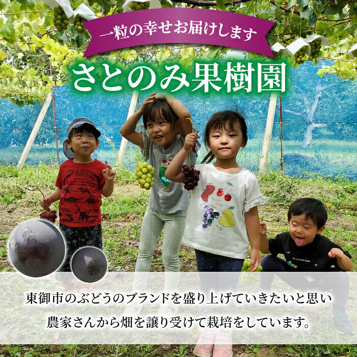 【ふるさと納税】【先行受付2026年発送】【さとのみ果樹園】新鮮！種なし巨峰　約1.5kg（3～5房）※2026年9月上旬～10月上旬順次発送 サムネイル3