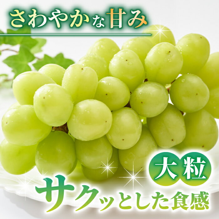 【ふるさと納税】【先行受付2026年発送】【さとのみ果樹園】シャインマスカット＆クイーンルージュ(R)各1房（計1kg以上）※2026年9月中旬～10月中旬順次発送 サムネイル2
