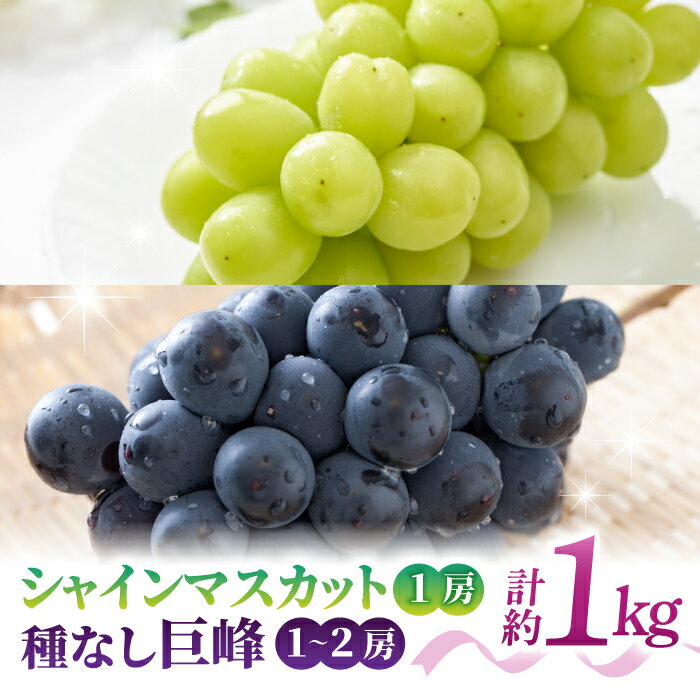 【先行受付2026年発送】【さとのみ果樹園】シャインマスカット1房＆種なし巨峰1～2房（合計1kg以上）※2026年9月中旬～10月上旬順次発送