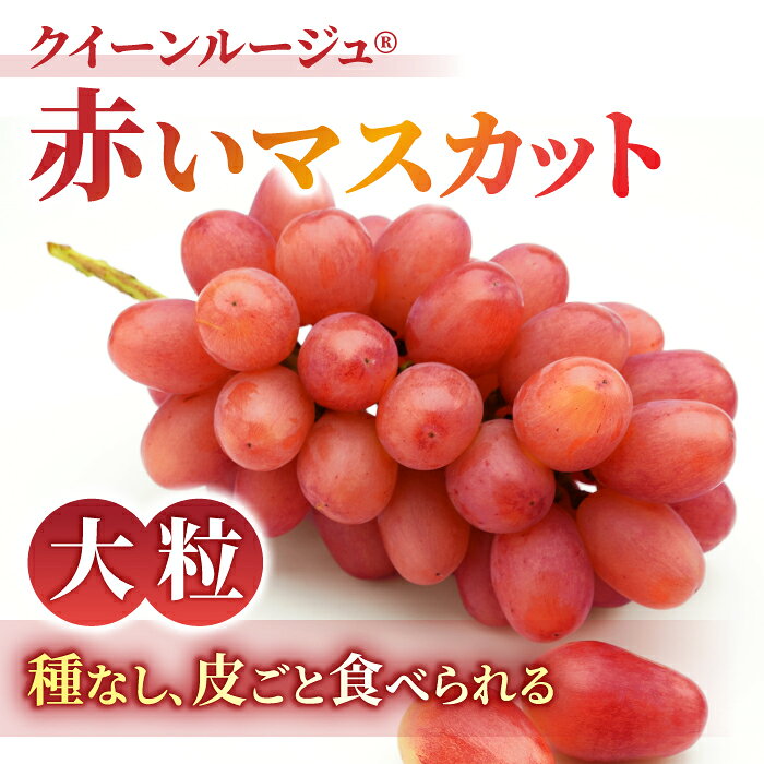 【ふるさと納税】【先行受付2026年発送】【さとのみ果樹園】シャインマスカット＆クイーンルージュ(R)各1房（計1kg以上）※2026年9月中旬～10月中旬順次発送 サムネイル3