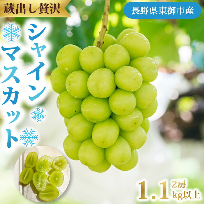 蔵出し！贅沢シャインマスカット2房（1.1kg以上）｜Ruga grape farm 冬のシャインマスカット 長野県 東御市 信州 年内発送