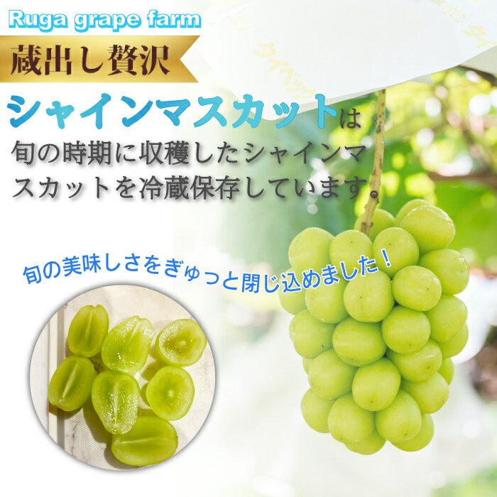 【ふるさと納税】蔵出し！贅沢シャインマスカット2房（1.1kg以上）｜Ruga grape farm 冬のシャインマスカット 長野県 東御市 信州 年内発送 サムネイル2
