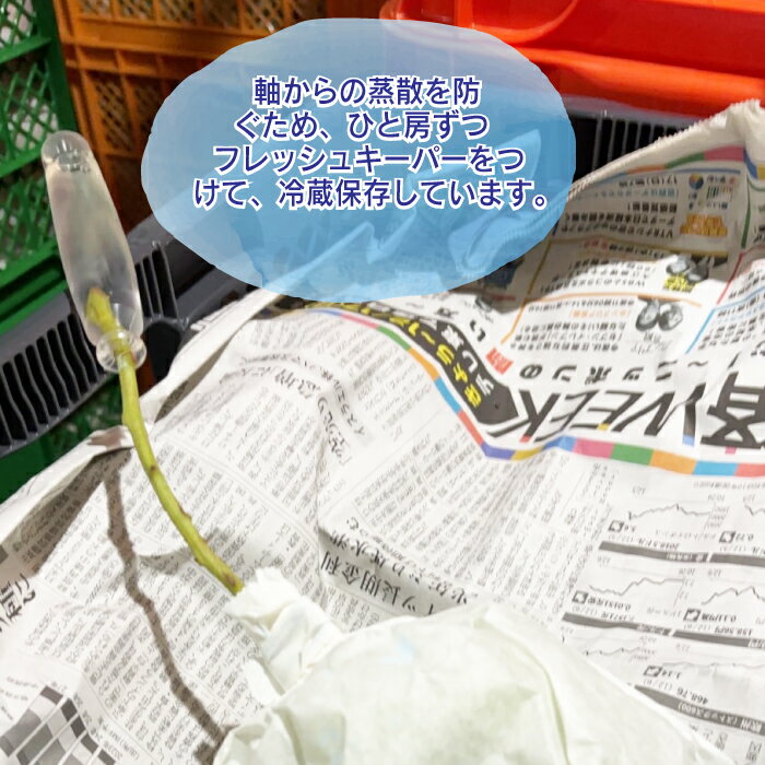 【ふるさと納税】蔵出し！贅沢シャインマスカット2房（1.1kg以上）｜Ruga grape farm 冬のシャインマスカット 長野県 東御市 信州 年内発送 サムネイル3