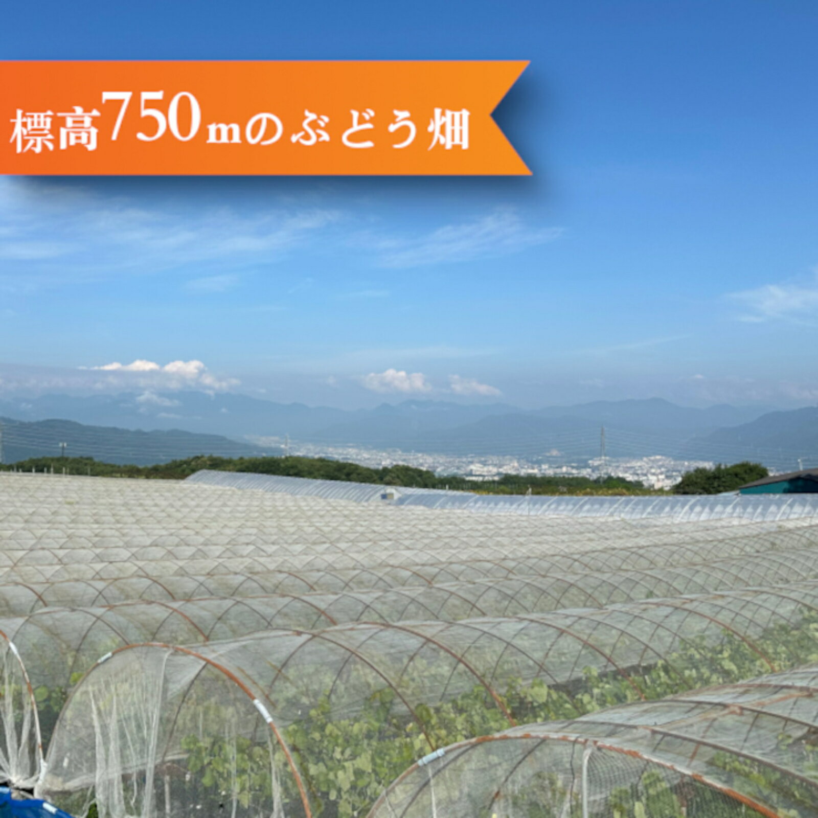 【ふるさと納税】【鐘美館】標高750mで育ったシャインマスカット ※2025年9月中旬以降順次発送 サムネイル2