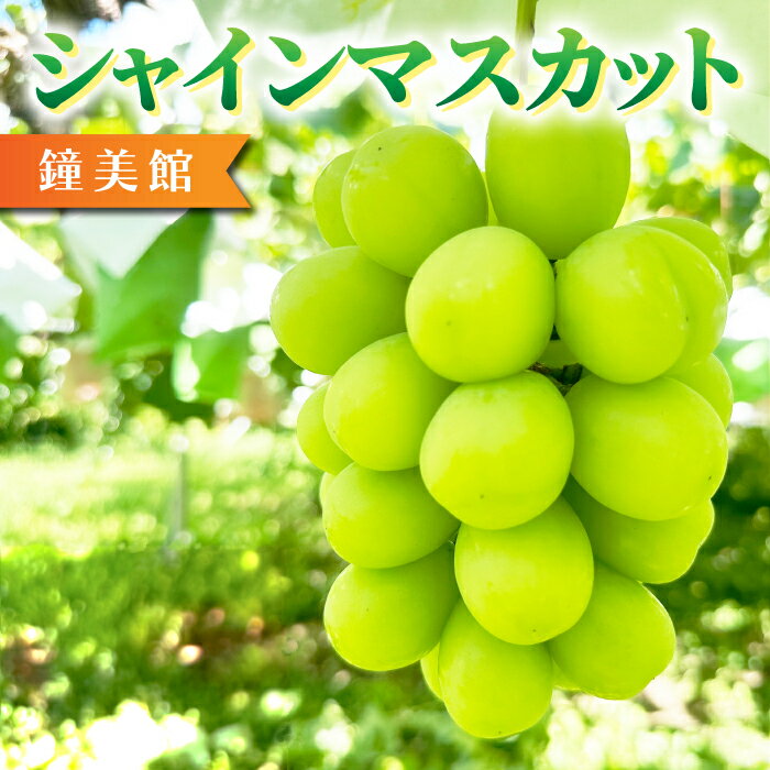 【鐘美館】標高750mで育ったシャインマスカット ※2025年9月中旬以降順次発送