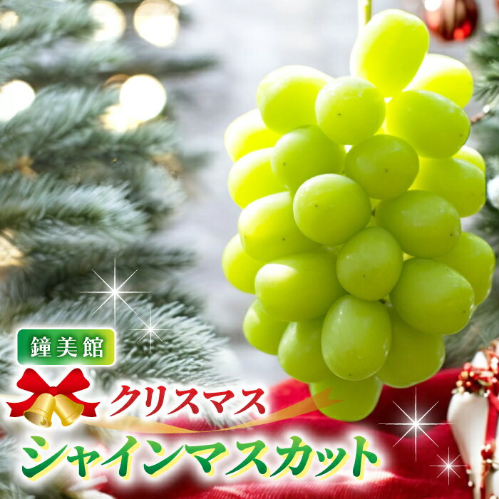 【鐘美館】標高750mで育ったクリスマスシャインマスカット ※2025年12月22日発送