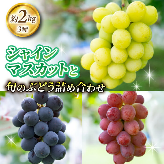 2026年先行受付【若林農園】シャインマスカットと旬の3種のぶどう詰め合わせセット 約2kg｜シャインマスカット、クイーンニーナ、クイーンルージュ(R)、シナノスマイル、種なし巨峰、ナガノパープル、雄宝など 3～5房(3種)※2026年9月中旬～10月中旬順次発送