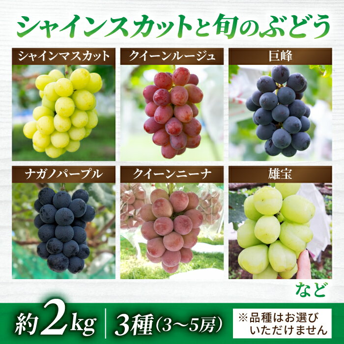【ふるさと納税】2026年先行受付【若林農園】シャインマスカットと旬の3種のぶどう詰め合わせセット 約2kg｜シャインマスカット、クイーンニーナ、クイーンルージュ(R)、シナノスマイル、種なし巨峰、ナガノパープル、雄宝など 3～5房(3種)※2026年9月中旬～10月中旬順次発送 サムネイル2