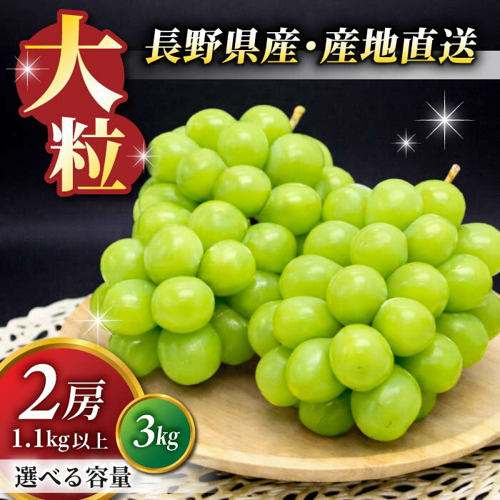 【先行受付2026年発送】★高評価 シャインマスカット2房（1.1kg）/3kg（5〜6房）【9月中旬以降お届け】 東御市ランキング1位！ 長野県 長野 東御 人気 ぶどう 贈答用 ギフト 2房 フルーツ 果物 おすすめ 厳選 種無し 皮ごと 大粒