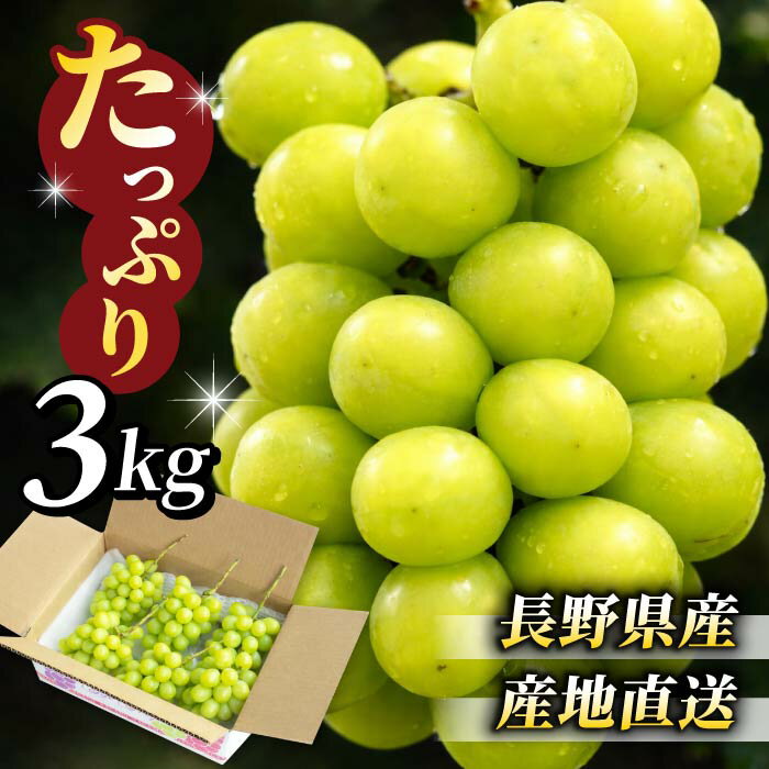 【先行受付2026年発送】東御市産シャインマスカット3kg（5～6房）【2026年9月中旬以降お届け】長野県 長野 人気 ぶどう 贈答用 ギフト フルーツ 果物 おすすめ 厳選 種無し 皮ごと 大粒