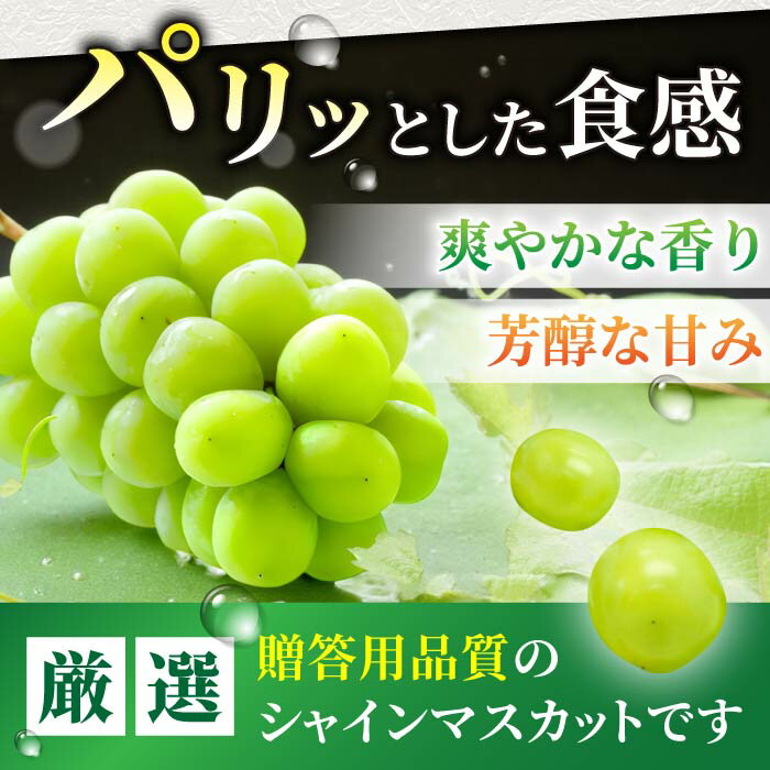 【ふるさと納税】【先行受付2026年発送】シャインマスカット2房【9月中旬以降お届け】 長野県 長野 東御 人気 ぶどう 贈答用 ギフト 2房 フルーツ 果物 おすすめ 厳選 種無し 皮ごと 大粒 - 画像2